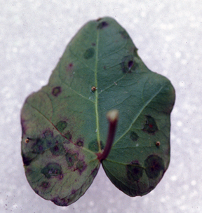 Scouting for disease: Bacterial leaf spot - MSU Extension