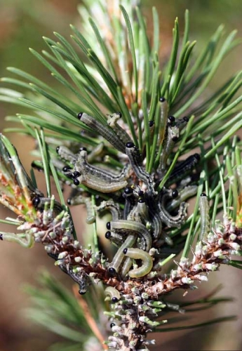 European sawflies