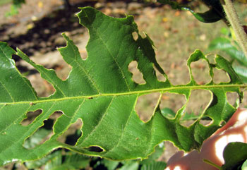 Rose chafer damage