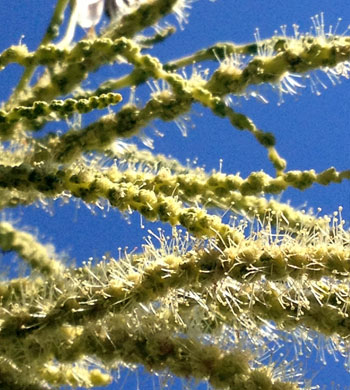 labor day catkins and stamen