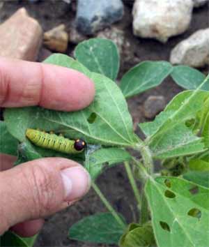 Silver spotted skipper in soybeans - MSU Extension