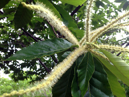 Chestnut catkins