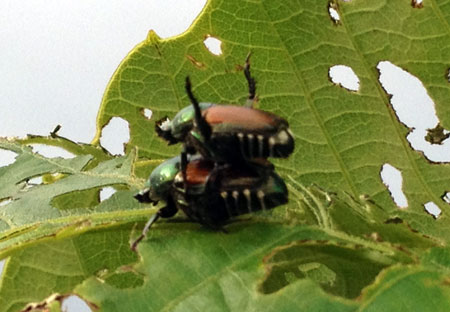 Japanese beetles mating