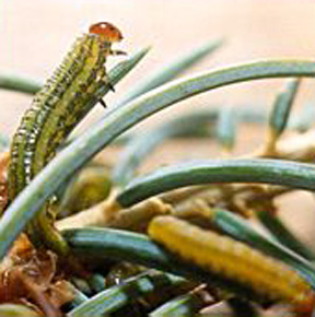 Redheaded spruce sawfly larvae