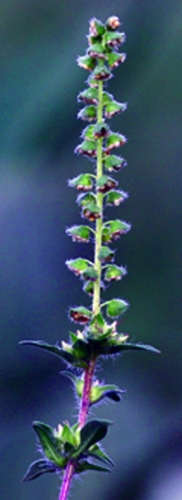 flowering branch