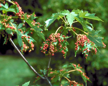 Forest Green Oak Leaf Beads, Beads shaped like Fall Leaves, Tree