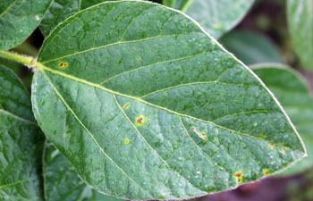 Bacterial blight