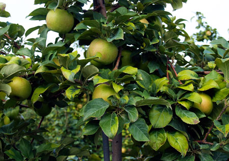Honeycrisp Apple Tree
