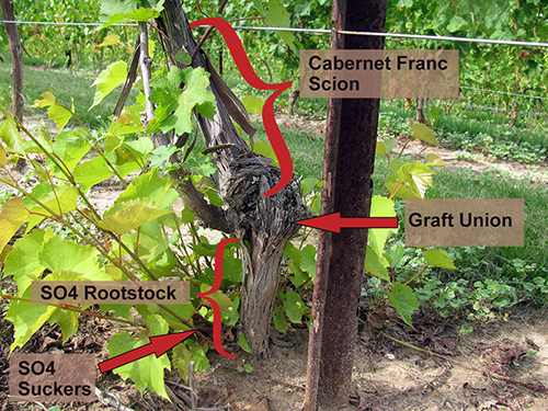 Grape Rootstocks for Michigan - Grapes