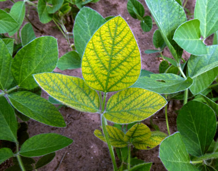 Signs Of Manganese Deficiency In Soybean Plants