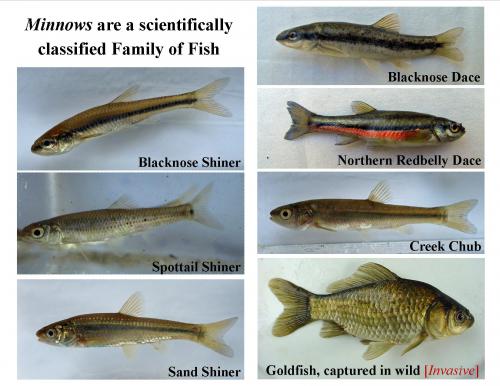When is a minnow not really a minnow? - MSU Extension