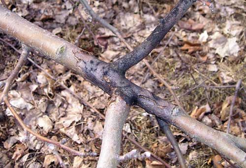 Fireblight canker