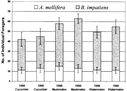 Bumble Bee Chart