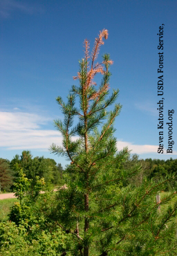 weevils in pine trees