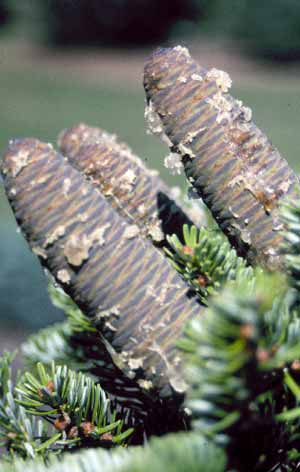 How to properly identify common conifer trees - MSU Extension