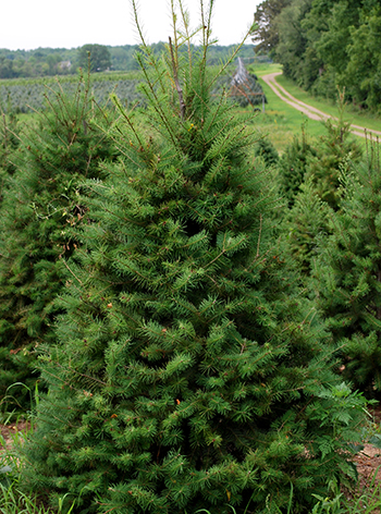 Choosing The Right Christmas Tree Christmas Trees - 