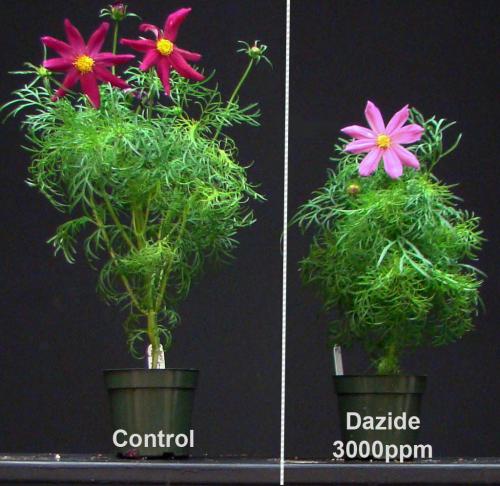 Other Benefits Of Plant Growth Retardants Msu Extension