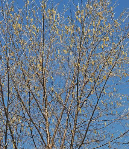 River Birch Is a Favored Yard Tree in the Southern U.S.