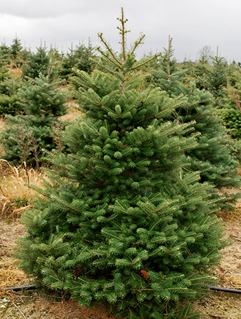 christmas tree pine