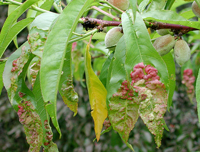 Maple leaf blister and anthracnose: Two foliar diseases that can appear ...