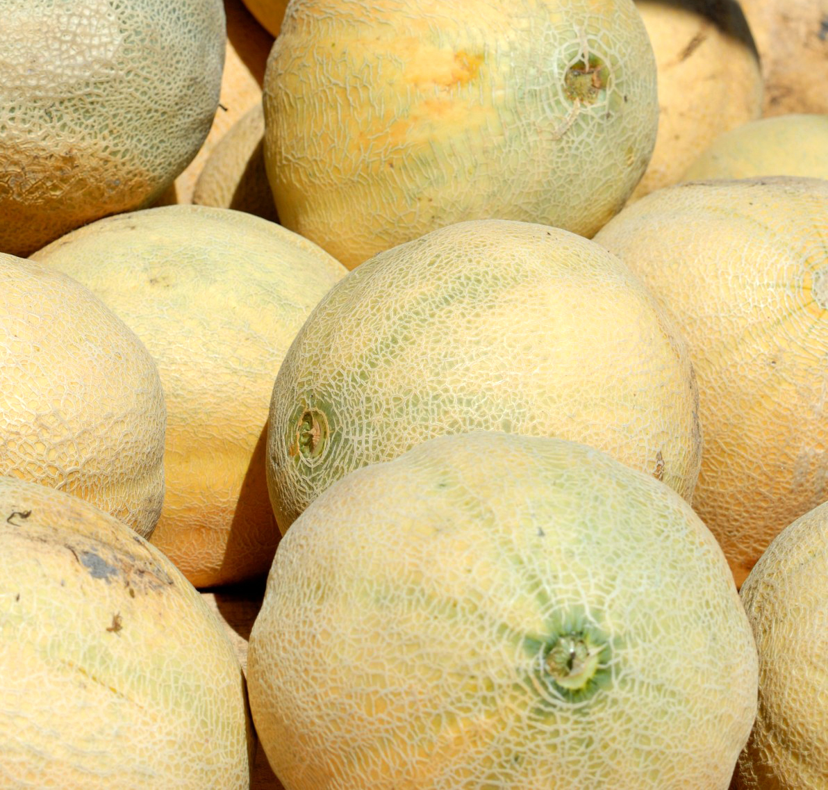 How To Tell If A Cantaloupe Is Ripe (5 Easy Ways) TipBuzz | atelier ...