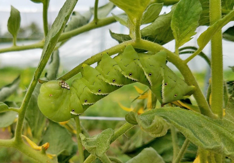 download hornworms on tomato plants
