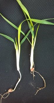 Evaluating seedling wheat stands this fall - Wheat